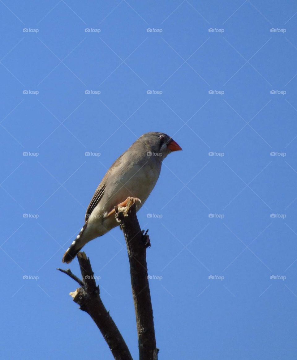 Timor zebra finch. Female bird of timor zebra finch. As well known a Indonesian calling for pipit zebra. Grouping bird character, may get reached to the large number, similar with the number of munia.