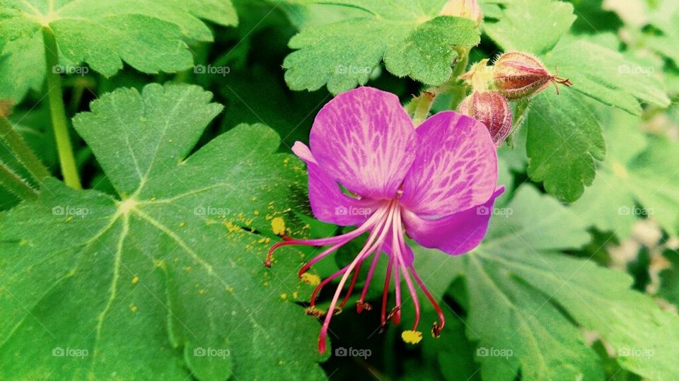 wild geranium 
