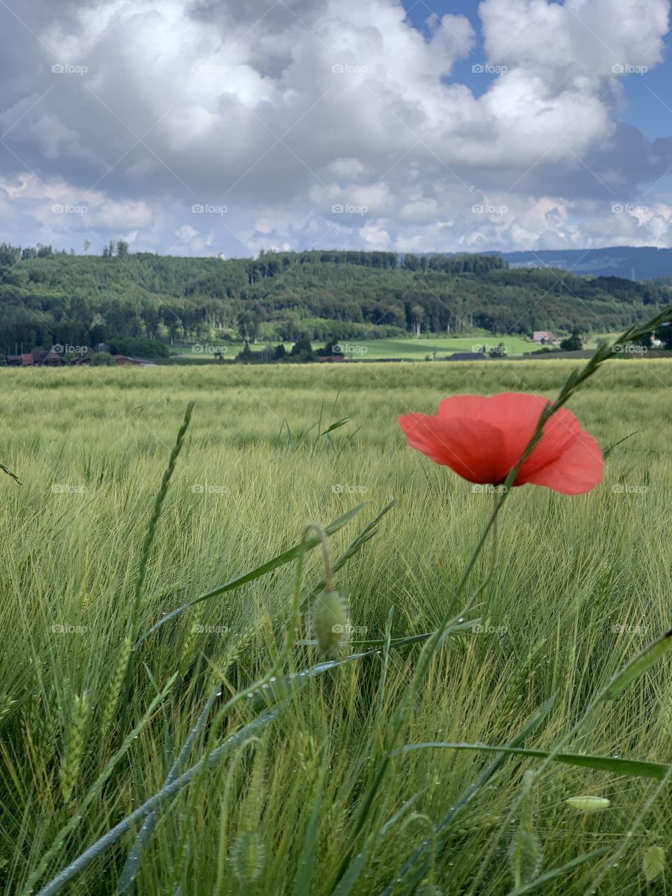 Mohn im Kornfeld