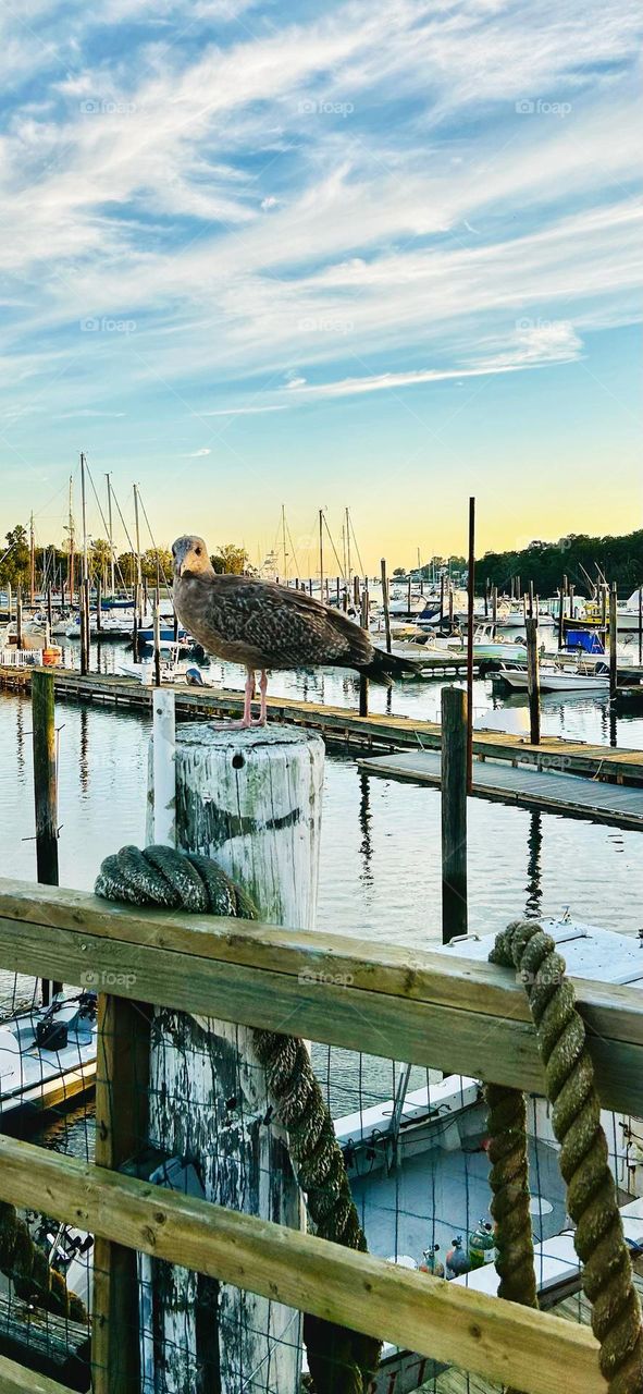 Hanging with my gull-friends.