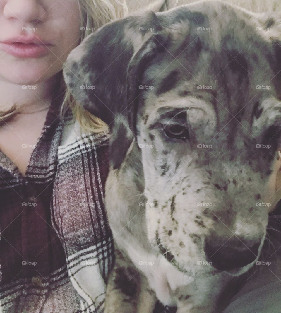 Soft portrait on a 3 month Old Daniff(Great Dane and English Mastiff mix) puppy sitting on woman’s lap