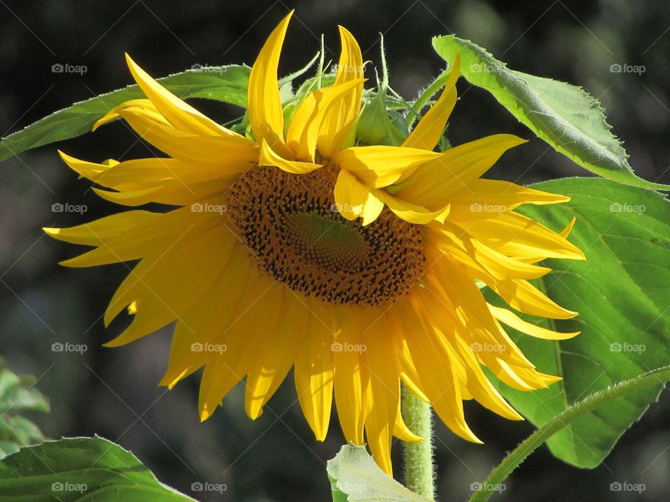 Nature, Leaf, Flora, Summer, No Person