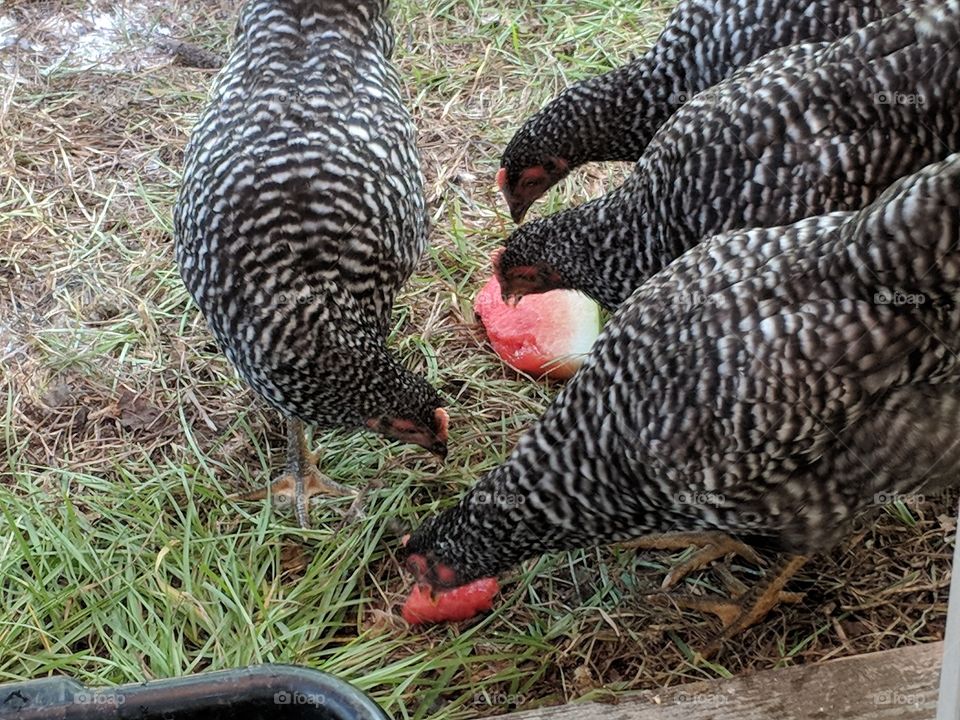 Watermelon picnic