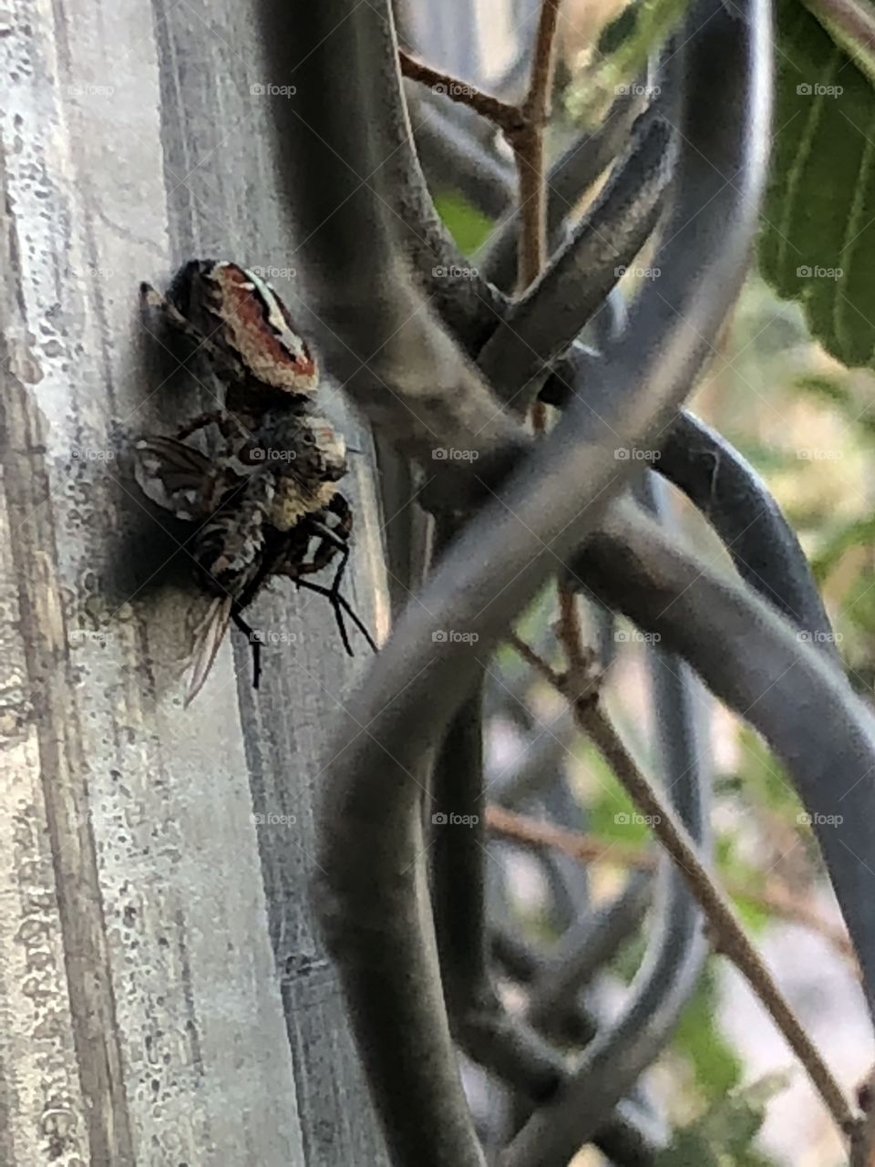 The spider who ate the fly