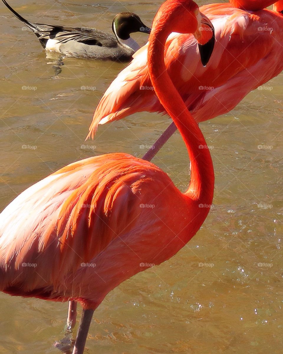 Flamingo party 