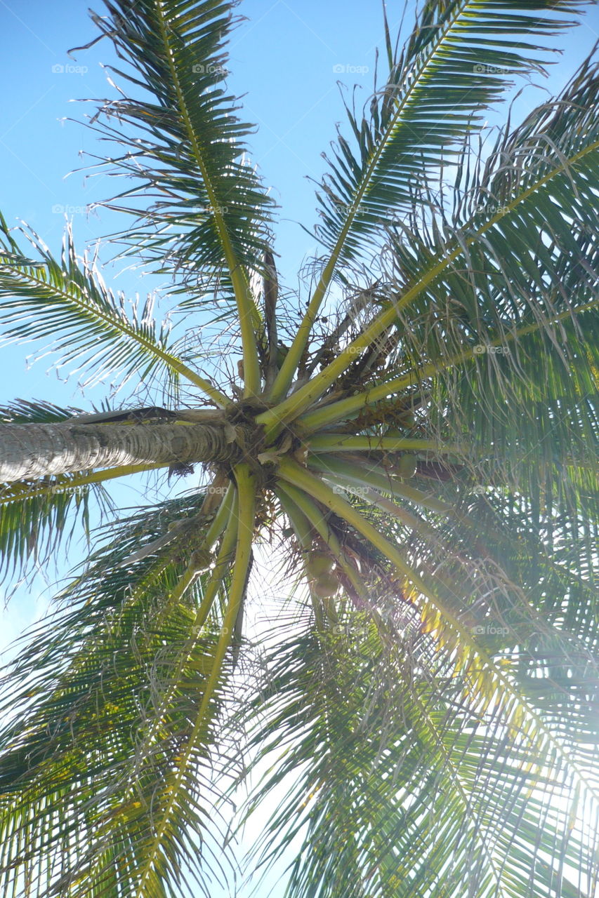 Palmeira vista debaixo