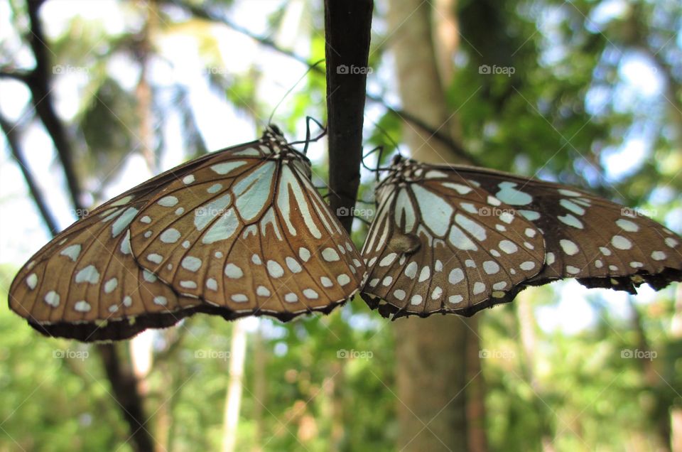 Blue Glassy tiger(Ideopsis similis)