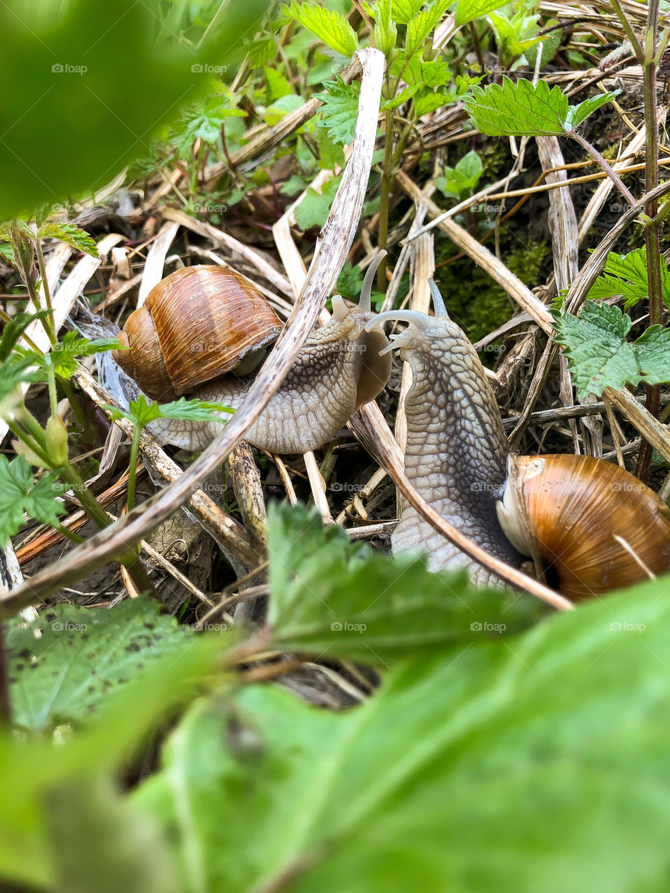 the secret world of the creeping animals