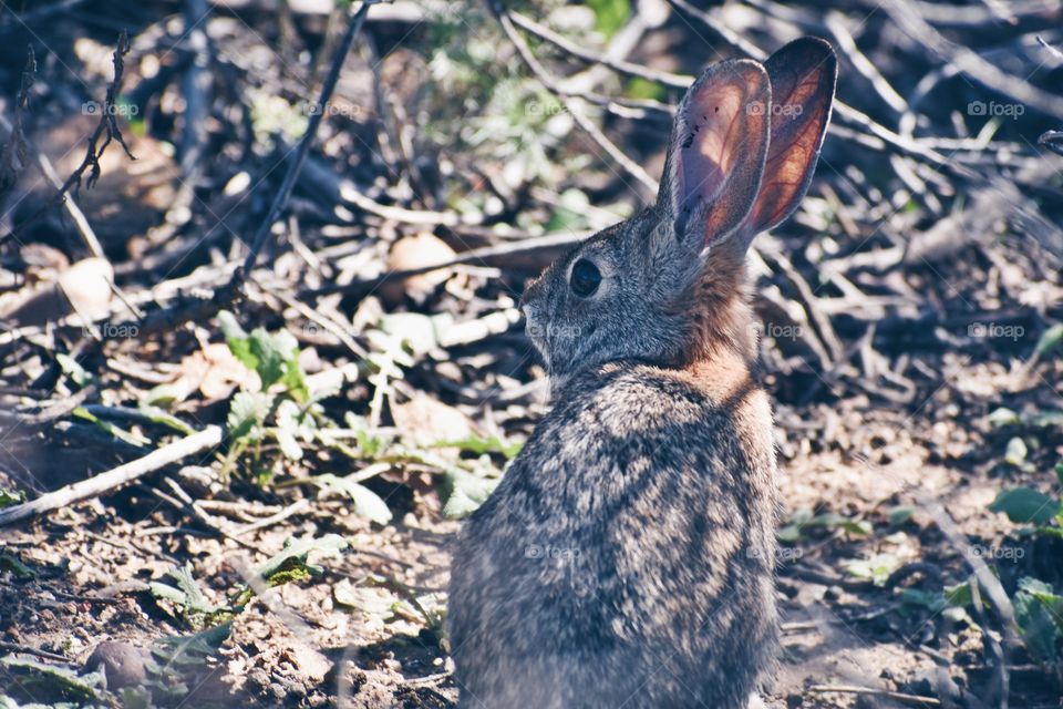 Wild Rabbit