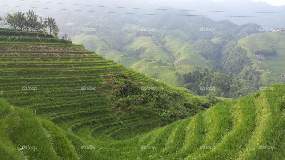 Rice terraces in China