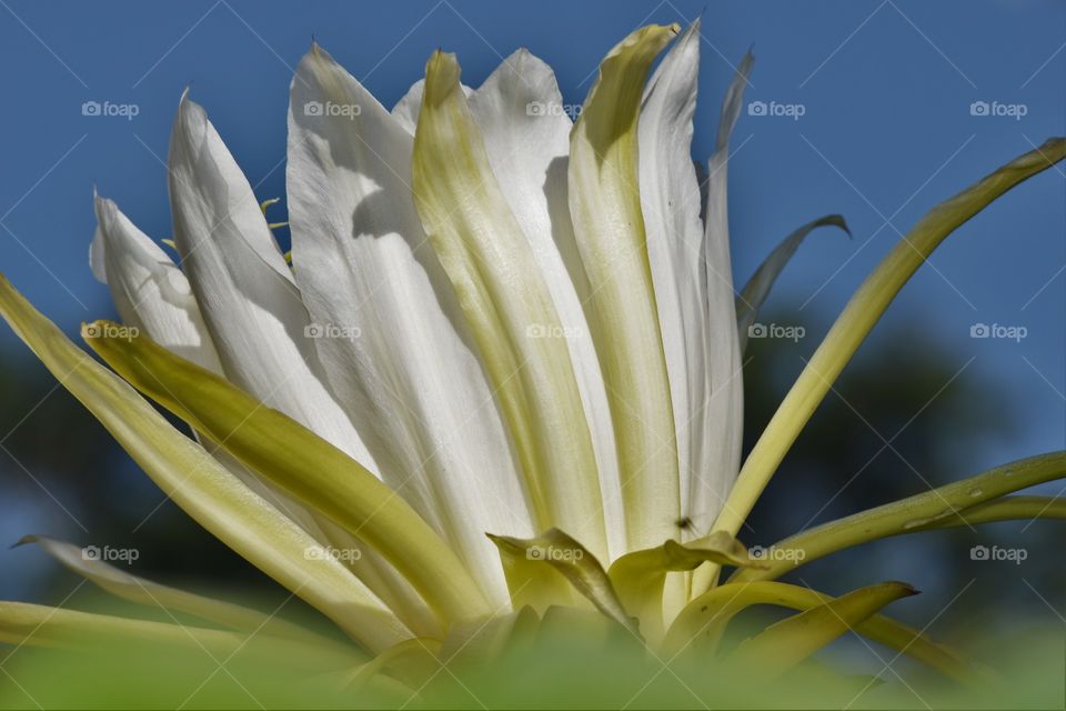 Pitaya flower/Flor de Pitaya.