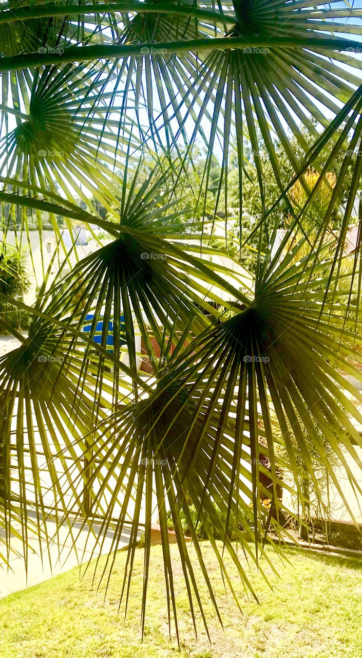 Palms 