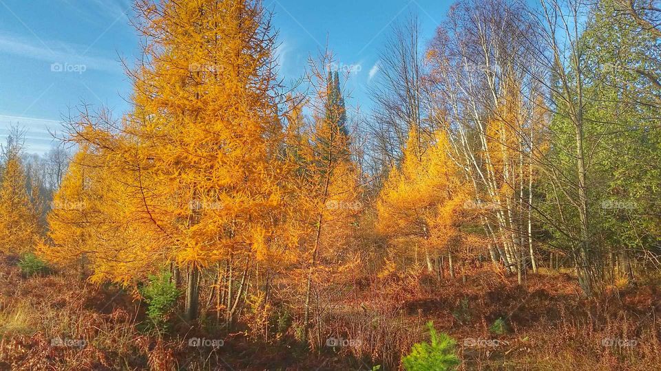 tamarack trees in fall