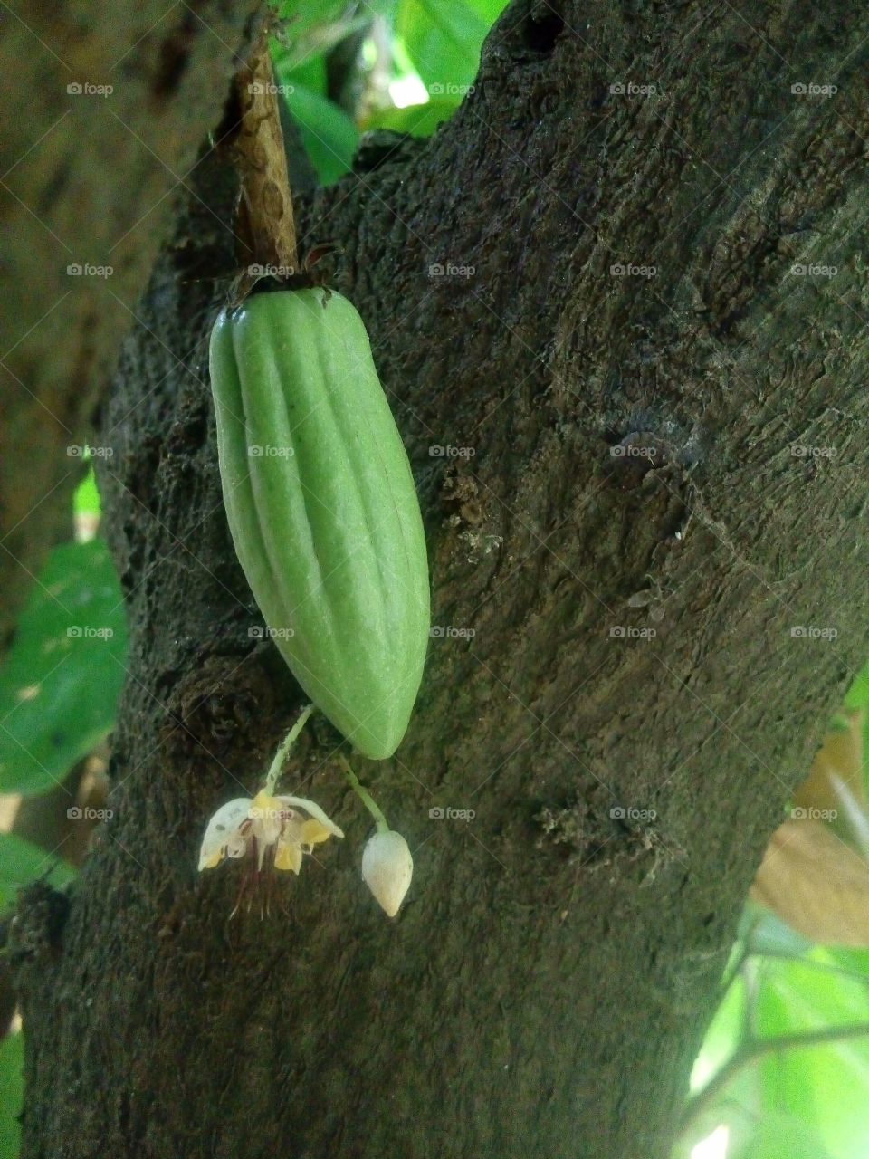 small cocoa