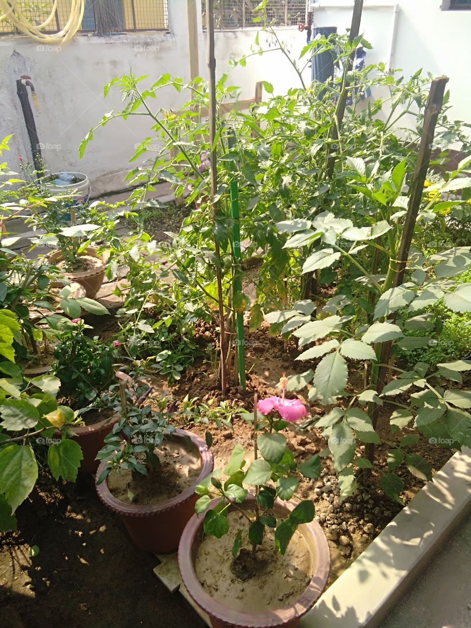 Greenhouse, Garden, Flower, Flora, Food