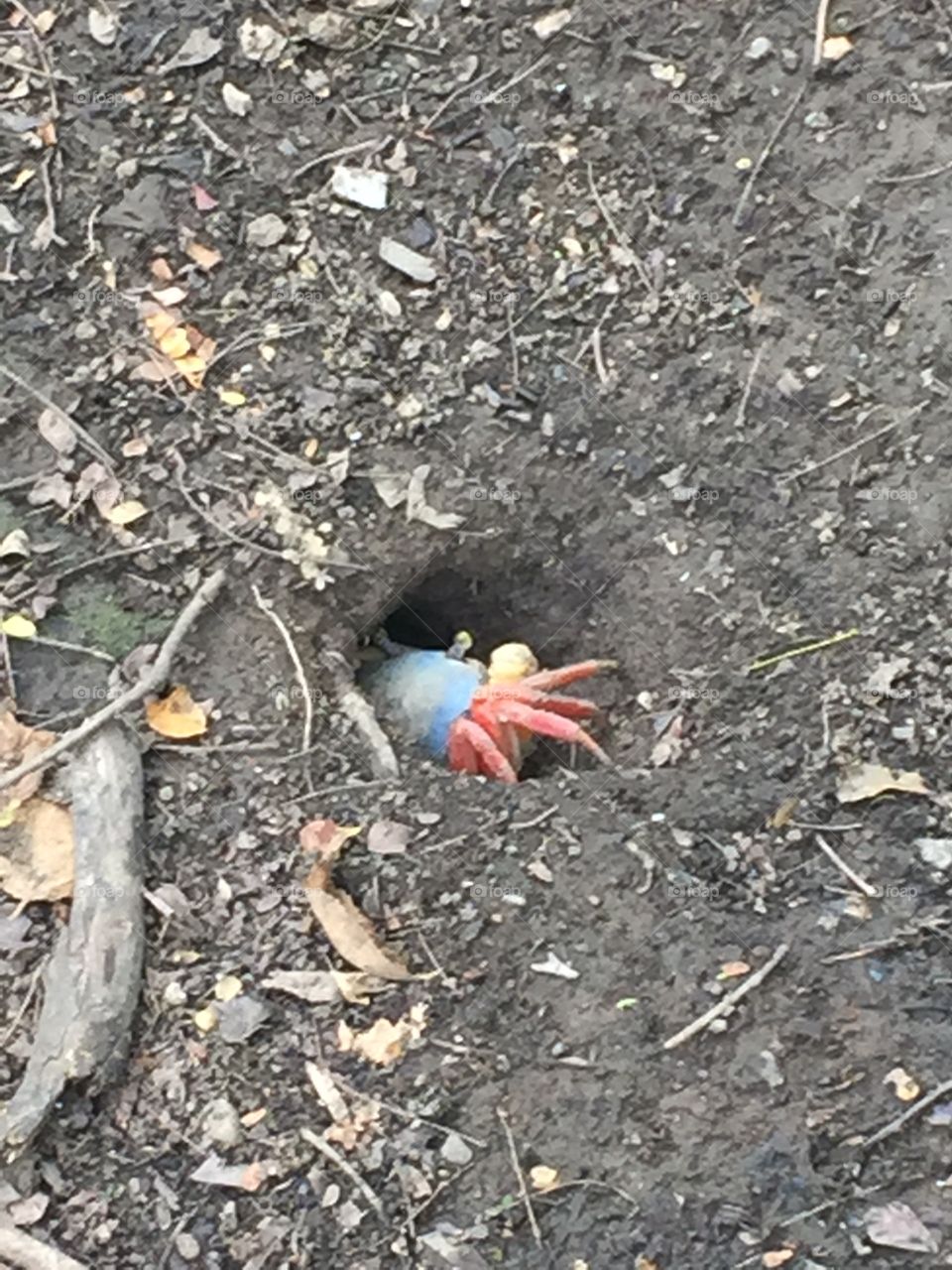 Crab in hole Grenada
