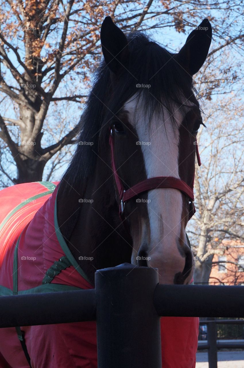 Close up of Budweiser Clydesdale horse