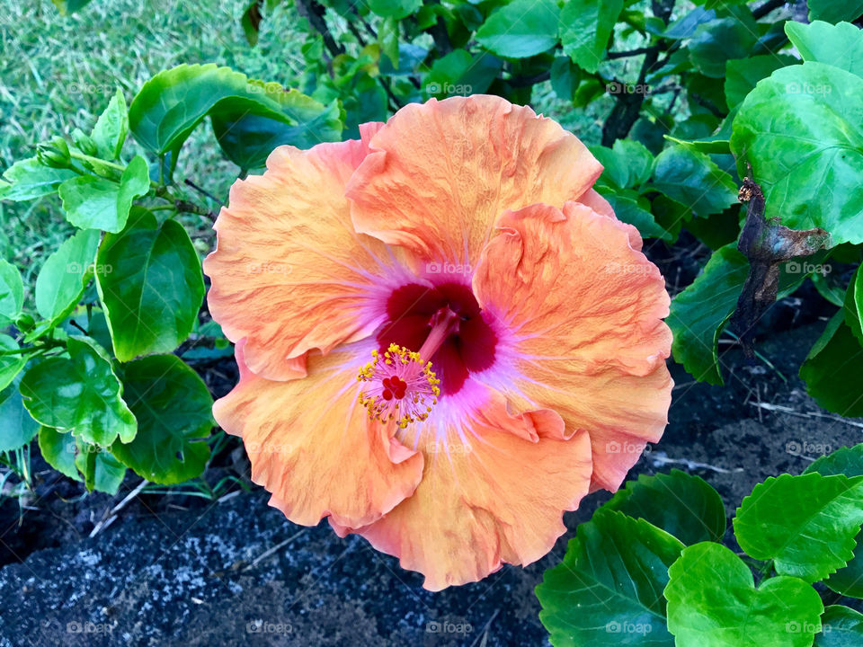 Beautiful hibiscus