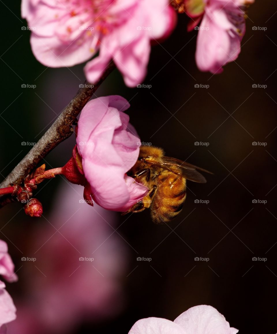 Honey Bee in a pink blossom