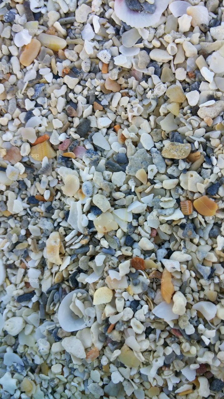 Shells. Close-up of shells on Miami Beach