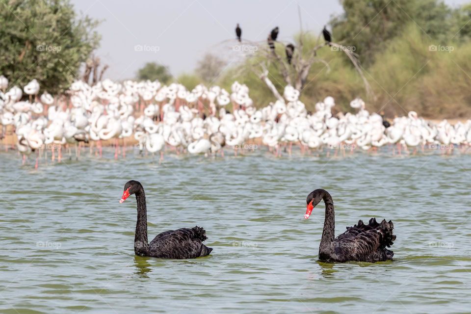 Black swans in the lake in UAE