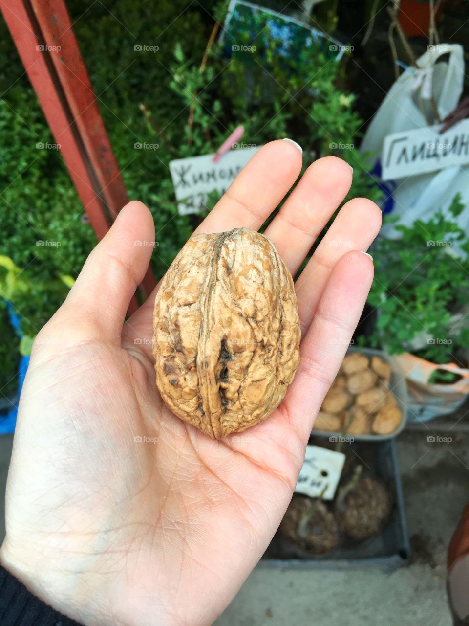 Walnut