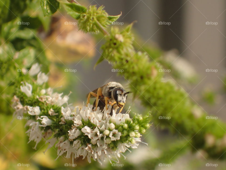Bee on menthol flower