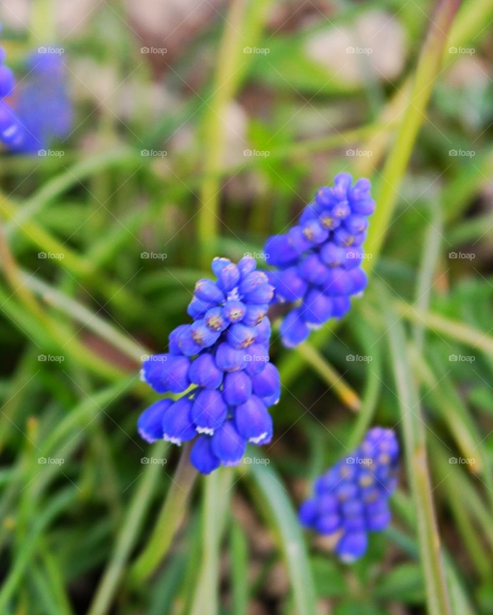 Purple spring flower