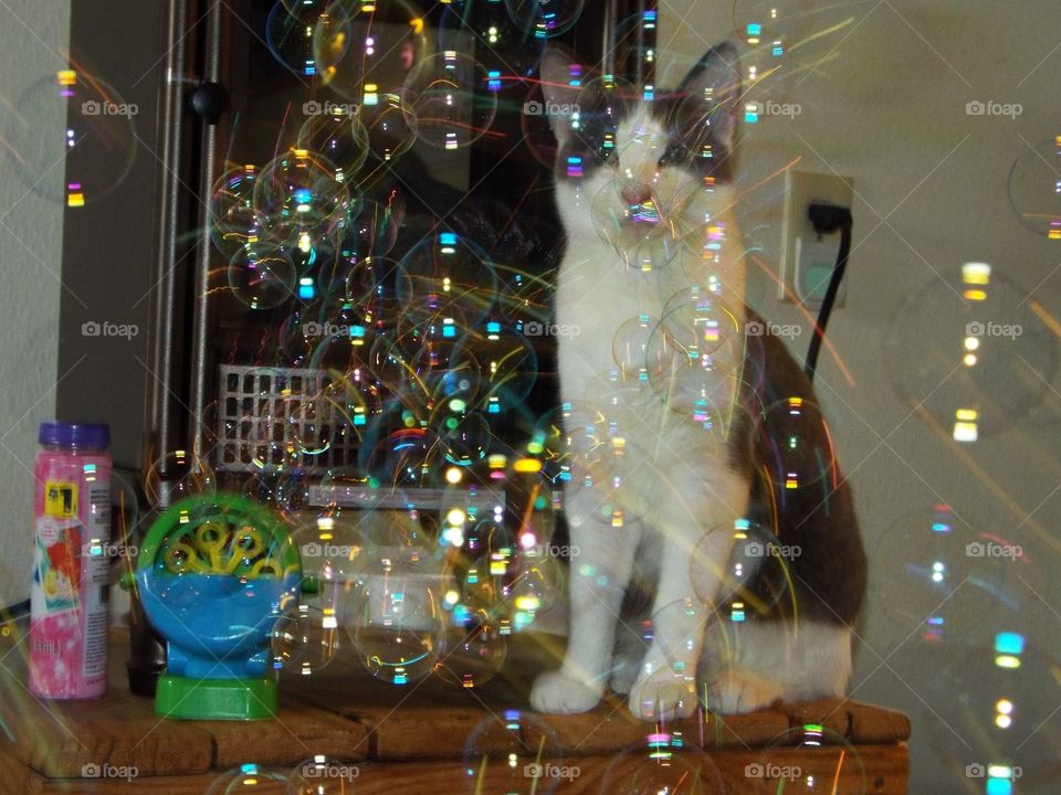 Cat watching bubbles 
