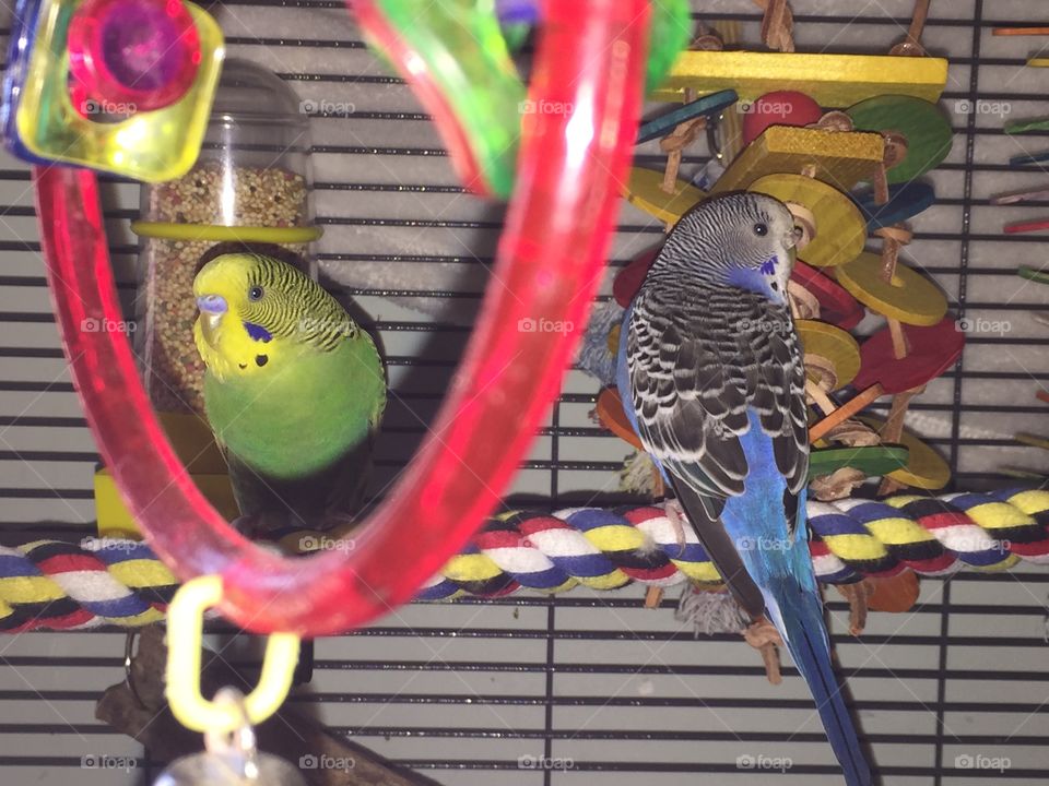 Parakeets