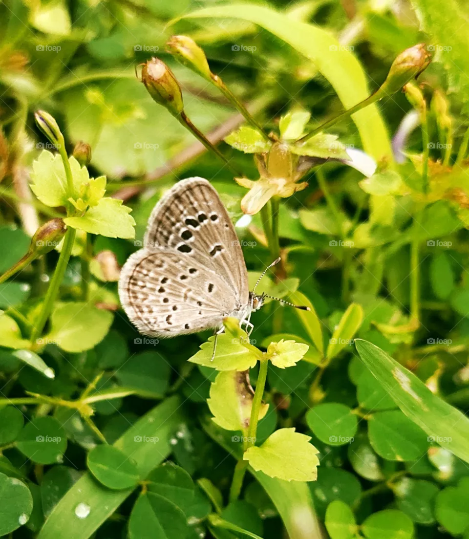beautiful Gray and black butterfly .