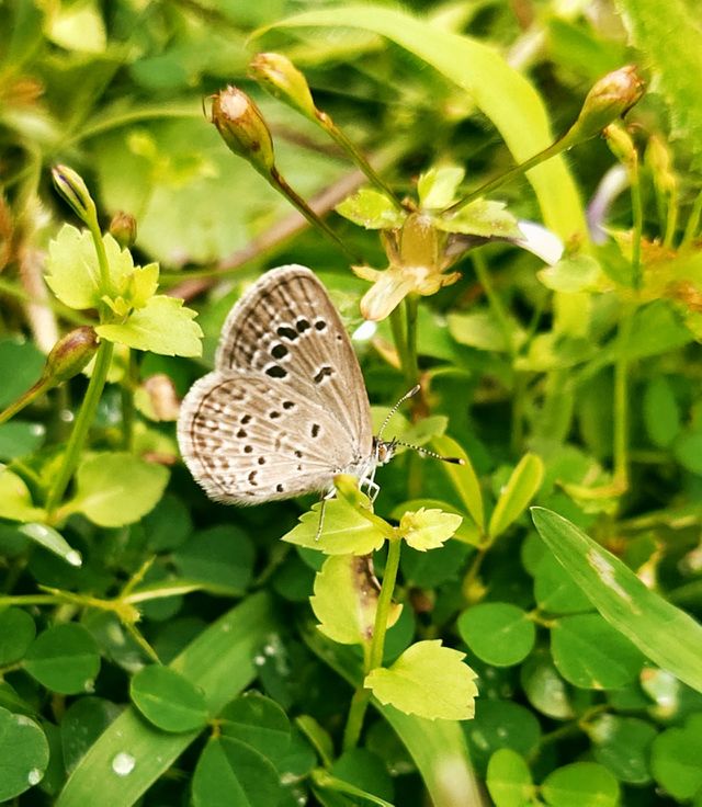 beautiful Gray and black butterfly .