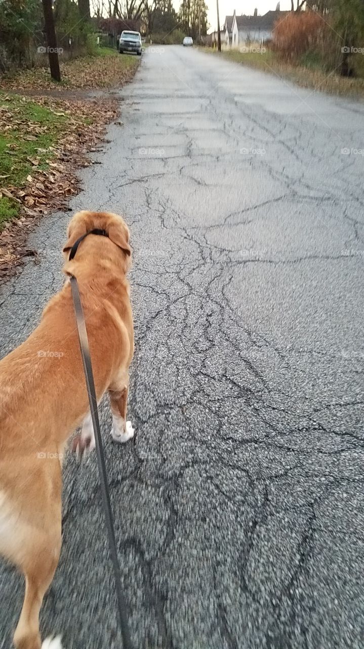 dog walk