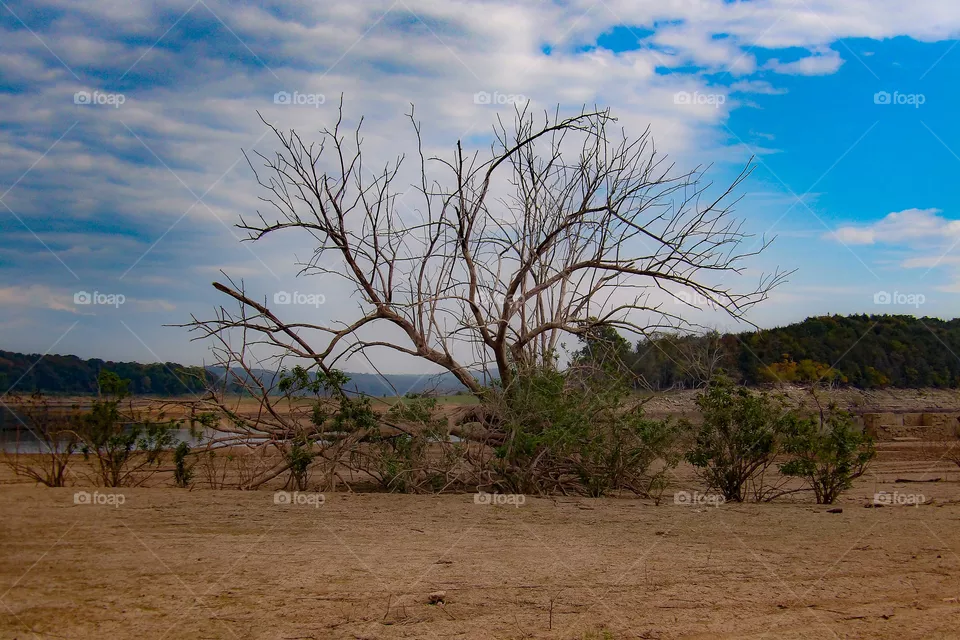 Dry Lake Tree