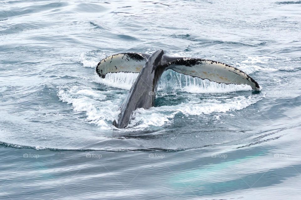 Tail fin of a humpback whale (Megaptera novaeangliae). Iceland