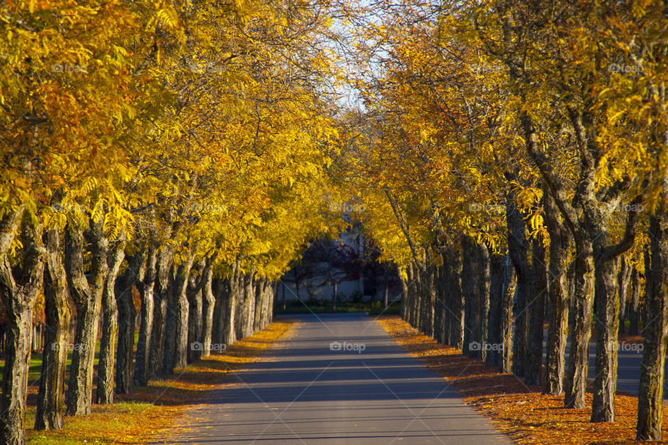 THE AUTUMN AT NAPPA VALLEY CALIFORNIA USA