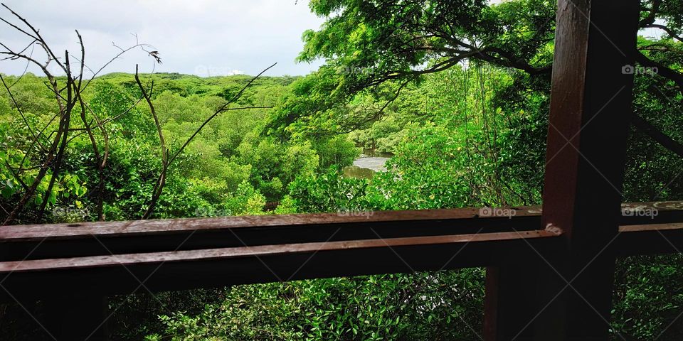 A view of the forest and the river runs through it captured from a treehouse in India, Indian forest view, view of a green forest and river from a higher view point