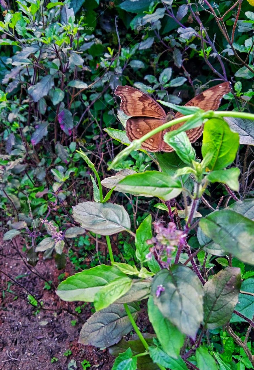 Butterfly on a medicinal plant