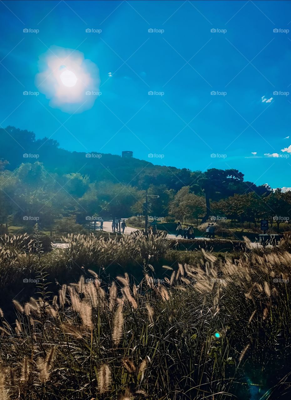 korean garden un the evening