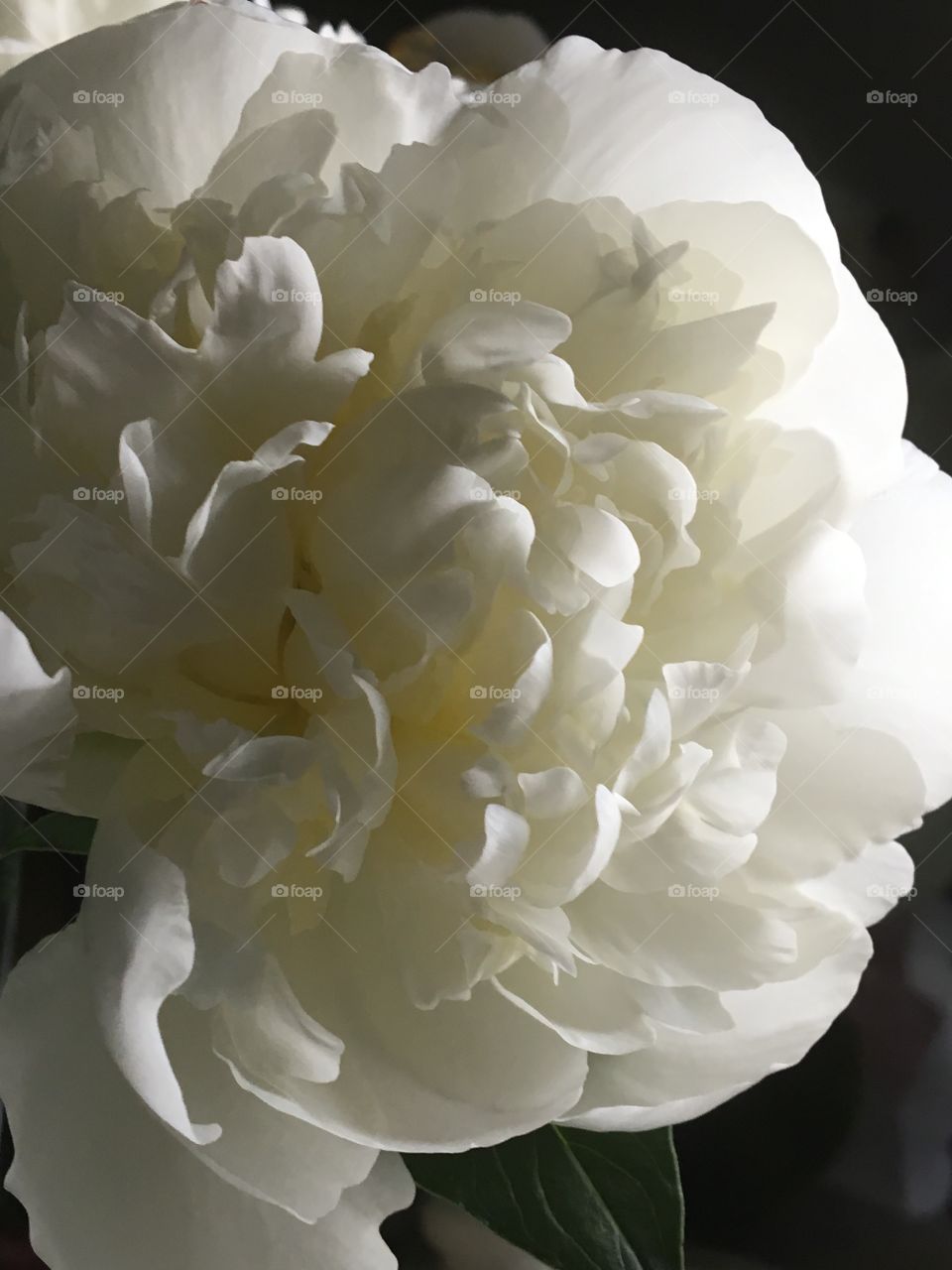 White peony rose 