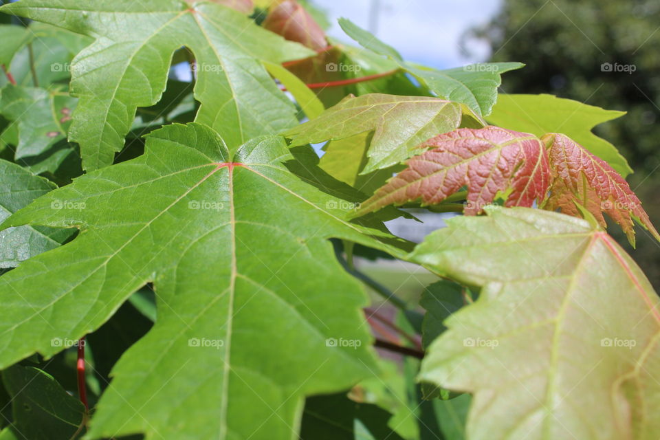 Green and red leaves attached to fresh spring trees