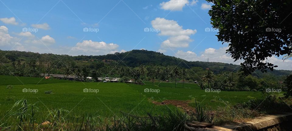 View of rice fields and surrounding hills at noon