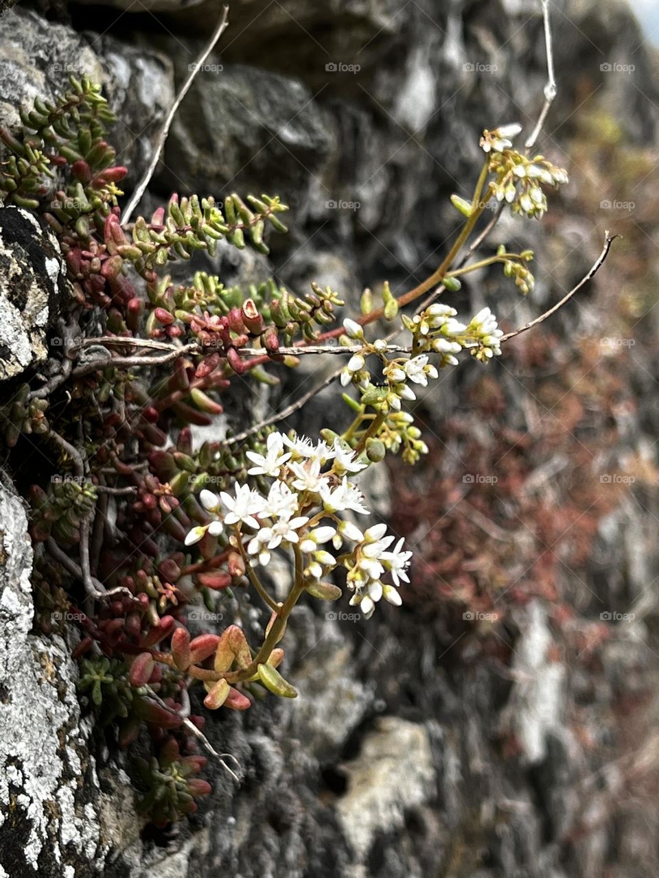 Flower out of stone