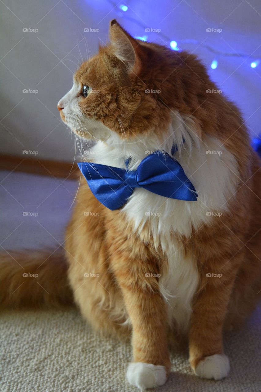 ginger cat in blue bow tie funny portrait and Christmas lights