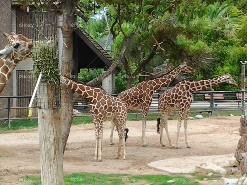 giraffes