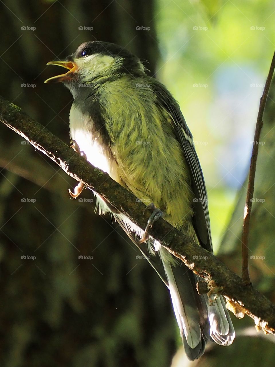 Young tit in the shade of leaves