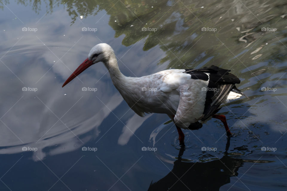 White stork in a lake side view