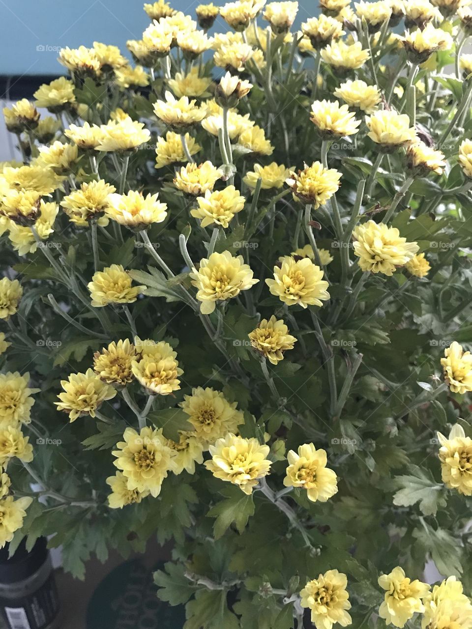 Beautiful flowers. No doubt, they would put a smile on one’s face when he/she first sees them.
