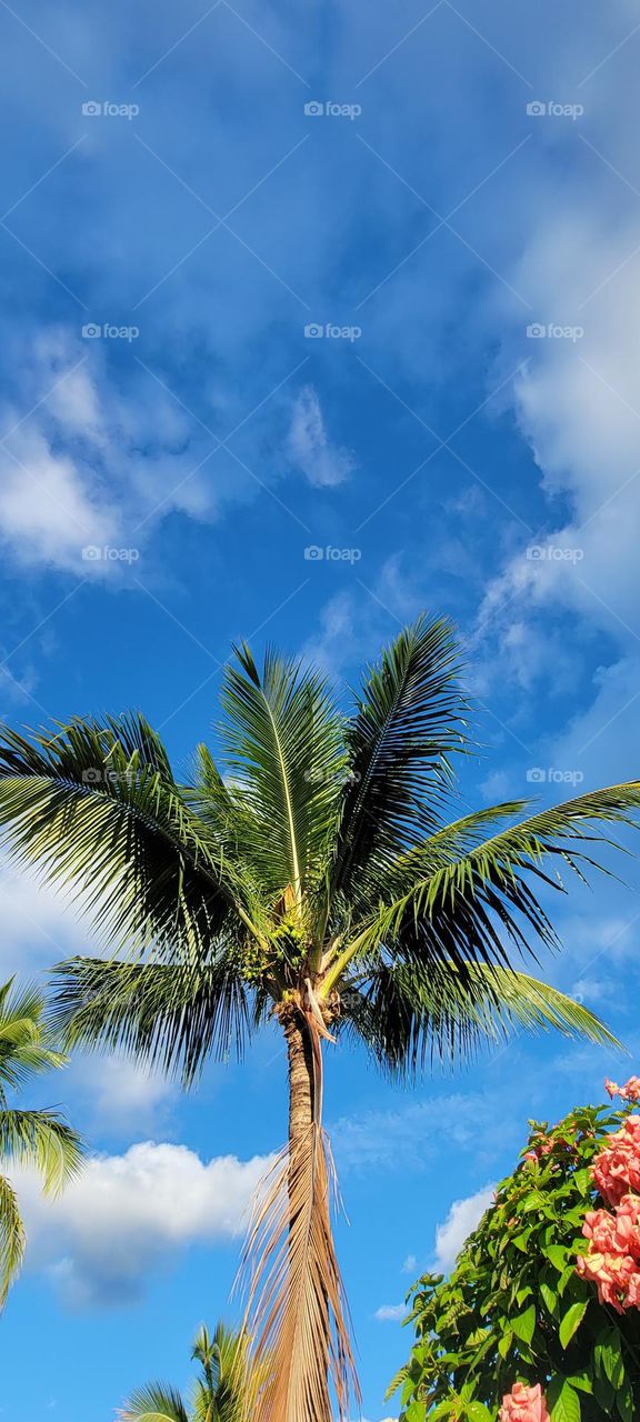 Coconut tree