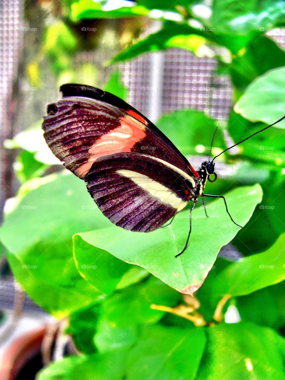 Beautiful butterfly in Indiana 
